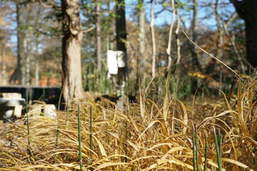 ⒒月、秋の軽井沢へ行ってきました、紅葉の葉も散り町は冬の準備中、