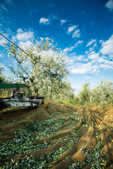 Making of olive oil in apulia, italy
