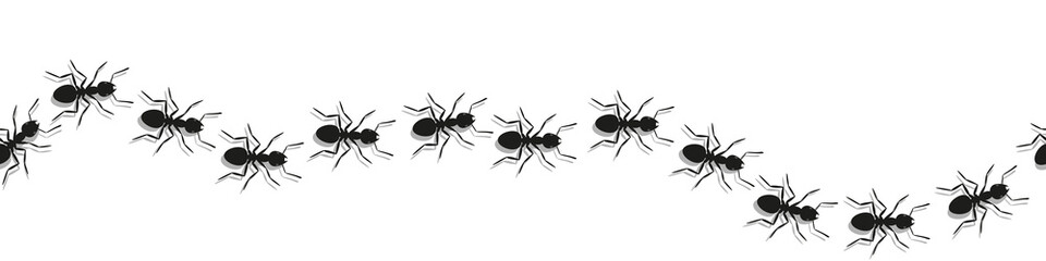 Ant trail seamless pattern. A line of worker ants marching in search of food. Banner on white background
