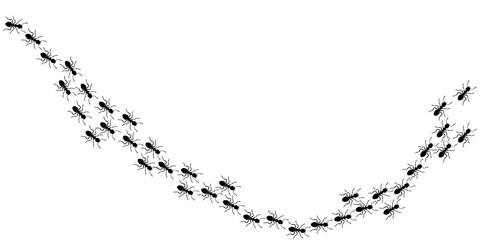 Ants trail. Black insects marching in search of food. Line of ants. Illustration on white background