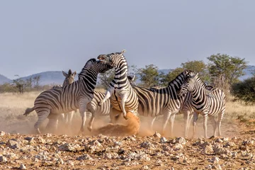 Fototapeten Zebras fighting at sunset © JoseMaria