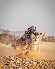 Zebras fighting at sunset