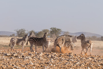 Fototapeta na wymiar Zebras fighting at sunset