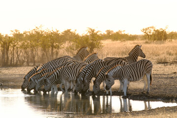 Fototapeta na wymiar zebras drinking water at sunset