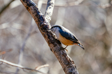 bird