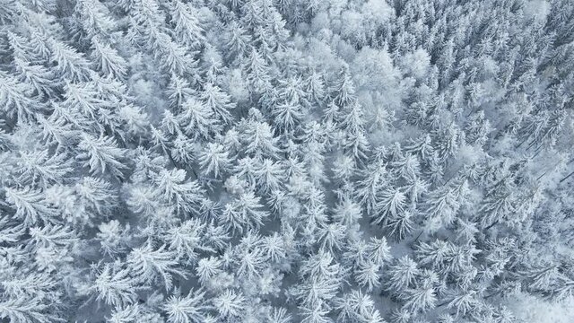 Winter forest with covered trees with snow. Beautiful winter nature landscape, aerial view. Pine forest background