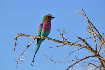 birds of Namibia Africa