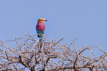 birds of Namibia Africa