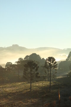 nascer do sol com nevoeiro entre arauc&aacute;rias na serra catarinense