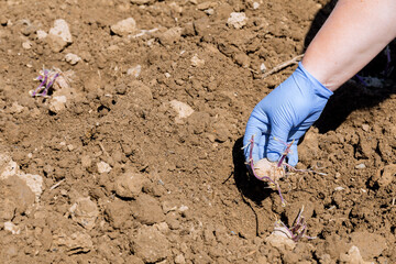 The girl holds a potato in her hand and plants it in the ground. Growing potatoes in the open...