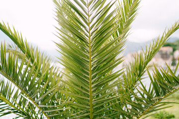 Obraz na płótnie Canvas Sharp green palm leaves on the bush