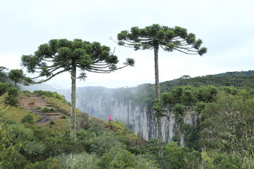 Obraz premium turista não identificado entre araucárias no Cânion Itaimbezinho, parque nacional Aparados da Serra