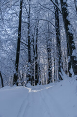 zimowy las w Bieszczadach 