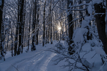 Zima w Bieszczadzkim lesie 