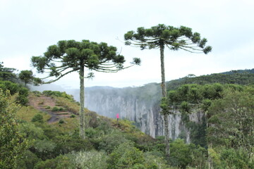 Fototapeta premium turista não identificado entre araucárias no Cânion Itaimbezinho, parque nacional Aparados da Serra