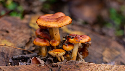 Enoki (Flammulina velutipes), also known as velvet shank, is a species of edible mushroom in the...
