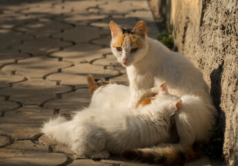 A cat feeds her kittens with her breast. Motherhood.
