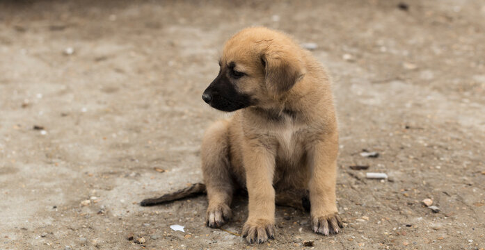 Central Asian Shepherd. Feral dogs on their territory. Cute, sad Puppy.