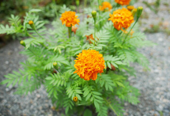 marigold african flower