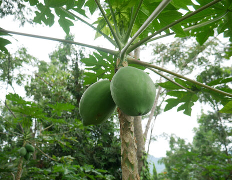 Green pawpaw fruit and the tree, tropical plant and fruit taken in Jawa Tengah Indonesia
