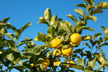 lemon on tree branch