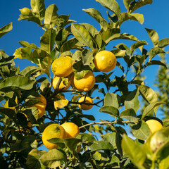 lemon on tree branch