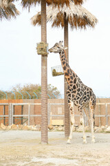 giraffe in the zoo,   giraffe head in the sky