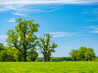 Fototapeta na wymiar Mighty Oak Trees in Green Meadow under Blue Sky in Spring 