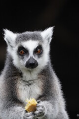 Fototapeta premium Ring tailed lemur
