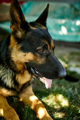 German Shepherd in profile with a protruding tongue, love dog, summer outdoor. Pet