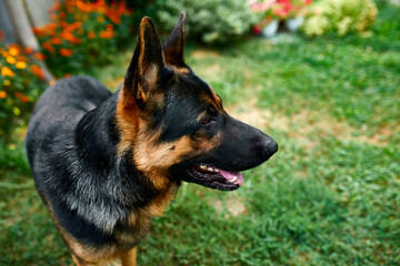 Happy German Shepherd in profile with a protruding, love dog, summer outdoor. Pet