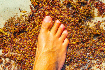 Very disgusting red seaweed sargazo beach Playa del Carmen Mexico.