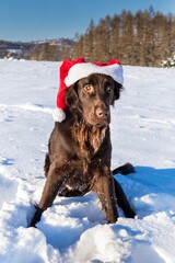 Retriever with Santa's cap. Waiting for Christmas Eve. Brown Flat coated retriever dog sitting in the snow. Santa's helper.