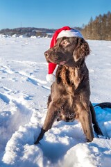 Retriever with Santa's cap. Waiting for Christmas Eve. Brown Flat coated retriever dog sitting in the snow. Santa's helper.