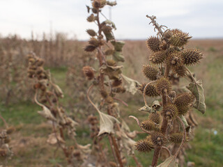Harsh survival theme.. Thorn of Kalmyk steppe. Wild plant close up wiew with grey sky horizon.