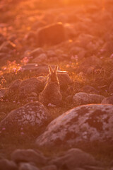 Small bunny enjoying the last sun of the day