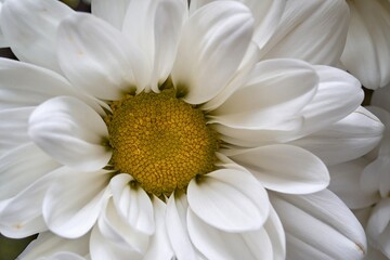 white flowering chrysanthemum close-up - 475291360