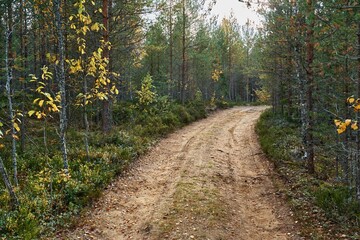 landscape of an old forest with a dirt road - 475292931