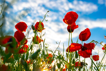 Naklejka premium Spring, Field of poppy flowers against the blue sky with clouds. The concept of freshness of morning nature. Spring landscape of wildflowers. Beautiful landscape long banner.