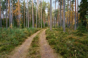 landscape of an old forest with a dirt road - 475293323