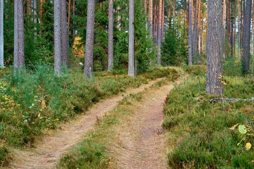 landscape of an old forest with a dirt road - 475293379