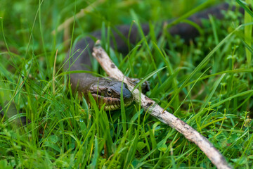 Plain-bellied water snake hunting in tall grass.