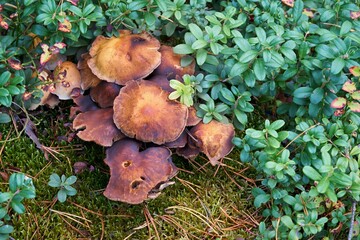 wild forest mushrooms in green bushes - 475293516