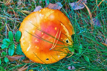 one large red head or cap of a wild forest mushroom - 475293576