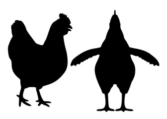 Chicken bird in the set. Vector image.