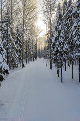 a ski run in a beautiful forest on a frosty clear day