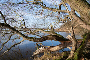 Alte Bäume am Ufer der Elbe im Naturschutzgebiet Hohes Elbufer zwischen Tesperhude und Lauenburg