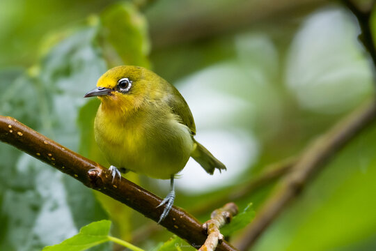 Closeup shot of a Warbling white-eye perched on a branch