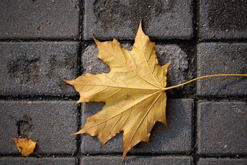 one large maple leaf lies on the sidewalk - 475294141