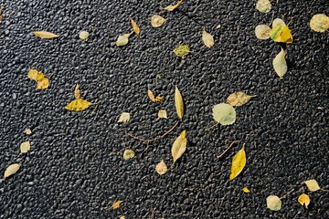 fallen old yellow foliage on a black asphalt - 475294332